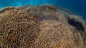 Scientists Discover World’s Largest Coral Discovered in Solomon Islands