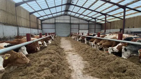 Inside a cattle shed with cows lined up on either side of the shed, eating hay. 