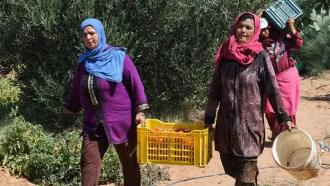 Fethi Belaid/AFP/Getty Images Farmers, mostly women, pick tomatoes from a field in Sbikha town, which has been having drinking water problems for years, near Tunisia's central city of Kairouan on June 25, 2024.