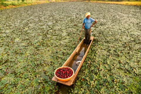 UMA SHANKAR MISHRA/AFP A farmer rows a boat as he harvests water chestnuts 