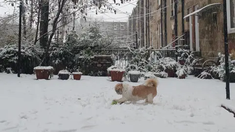 BBC Weather Watchers / AllyO A brown dog plays in snow in Barrhead, East Renfrewshire