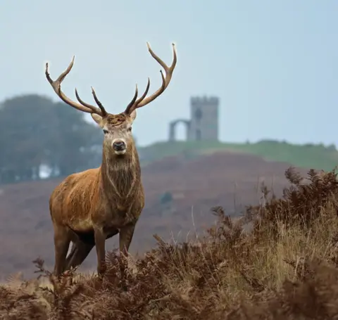 Ian Hawley Deer in front of a castle turret in the distance