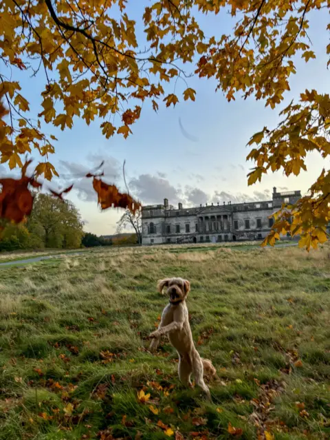 Jean Crosland A dog on his hind legs surrounded by autumn leaves