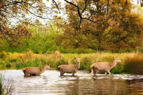 Sandhya Bhattaram Three deer cross a river