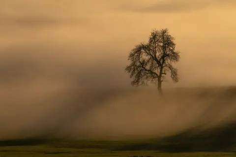 Maria Peer A lone tree stands out in a foggy landscape