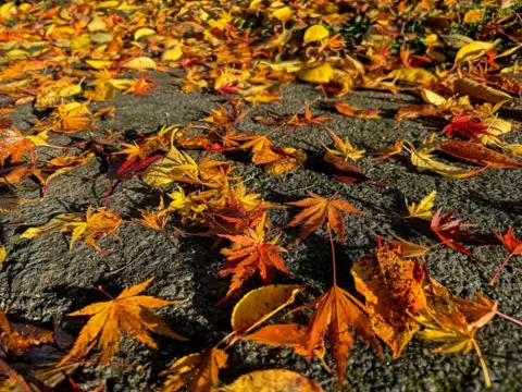 Michael Shaw Autumn leaves on the ground