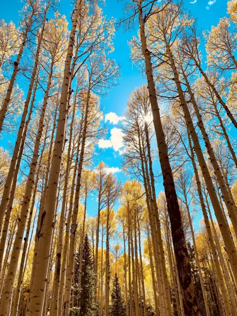 Matthew Logan Aspen trees with autumn leaves against a bright blue sky