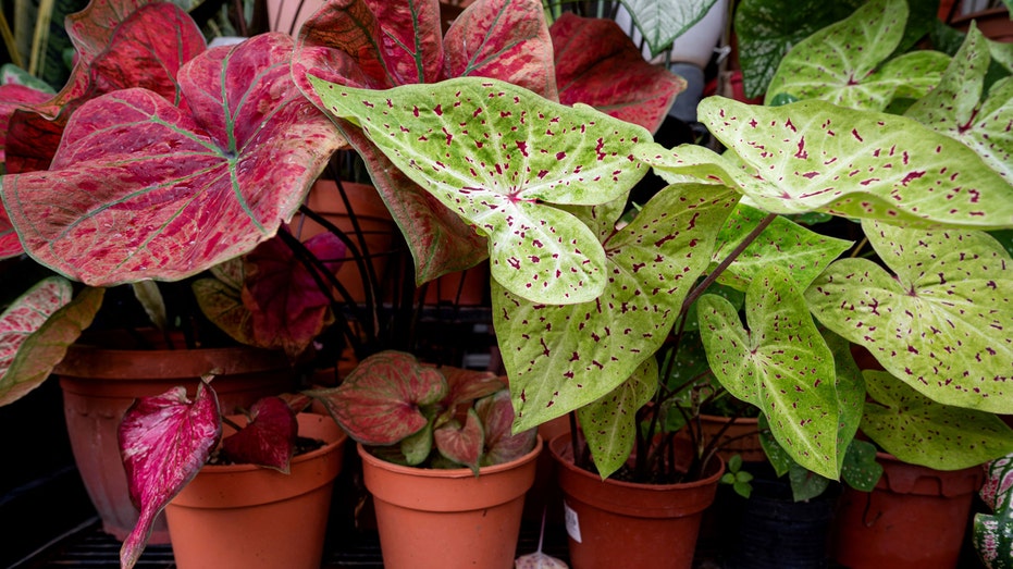 Houseplants on display