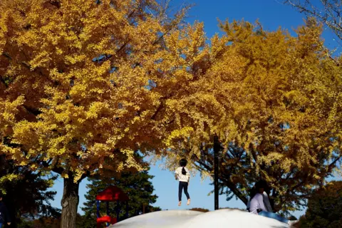 Issei Kato/Reuters A girl plays under yellow ginkgo leaves at Showa Kinen Park in Tokyo, Japan 