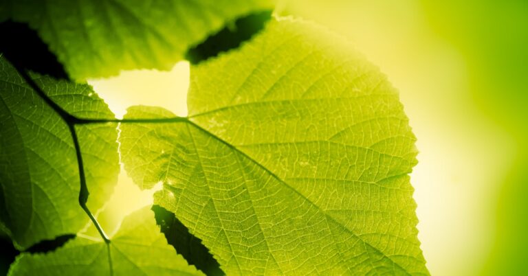 Researchers Give Animal Cells the Ability to Photosynthesize for the First Time