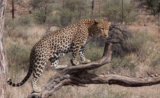 2 Arrested In Odisha For Killing Leopard, Eating Its Meat