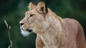 Mountain Lions in Los Angeles Are Turning Nocturnal Due to Humans Encroaching Their Habitat, Study Finds