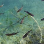 4,000-Year-Old Maya Fish-Trapping Network Found in Belize Supported Early Communities