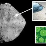 Earth Microbes Discovered in Asteroid Ryugu Sample, Raises Contamination Concerns