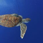 Sea Turtles Can Aid Scientists Map Under-Ocean Seagrass in an Attempt to Conserve Marine Ecology