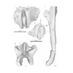 Advanced 3D Fossil Scans Provide Clues to the Origins of Bipedalism in Human Evolution