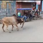 Stray Bull Injures 15 In Uttar Pradesh, Gets Caught After 3 Hour Chase