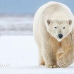 Polar bears may have roamed ice age Scotland, say experts