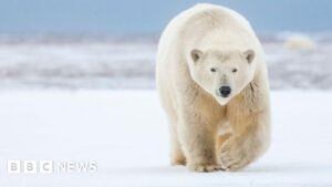 Polar bears may have roamed ice age Scotland, say experts