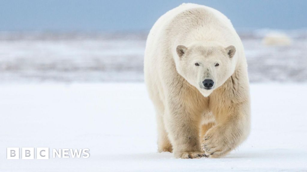 Polar bears may have roamed ice age Scotland, say experts