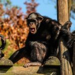 Chimpanzees’ Task Performance Improves With Human Audience, Study Finds