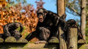 Chimpanzees’ Task Performance Improves With Human Audience, Study Finds