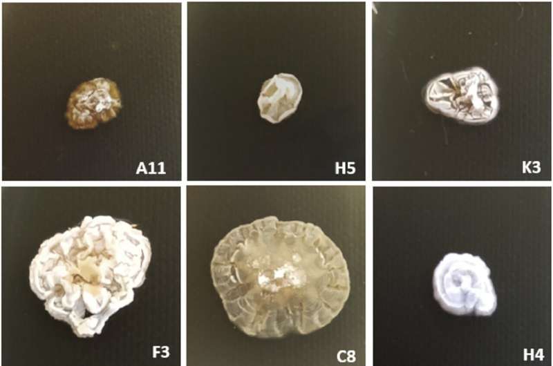 Antarctic streptomyces: promising biocontrol agents to combat banana wilt