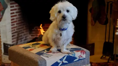 PA Media Rescue dog on a stool made out of old curtains from Buckingham Palace