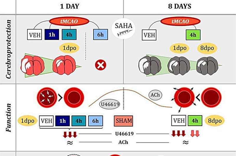 Cerebral stroke in animal models with hypertension found to affect arteries in other body regions