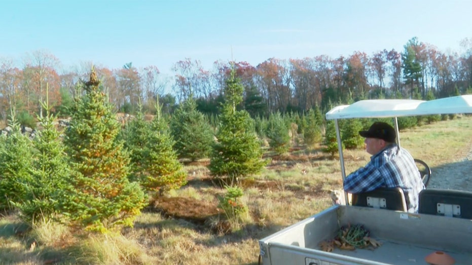 Chris Moran overlooks Christmas tree farm