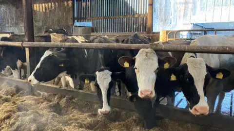 BBC Five black and white cows eat golden hay. They have yellow tags on both ears.