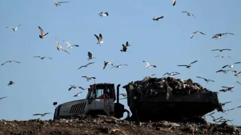 Reuters A dumper truck on top of a heap of waste is surround by seagulls. There is blue sky behind the pile of waste.