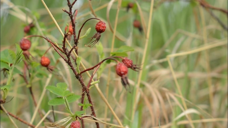 Red berries are shown on a plant.