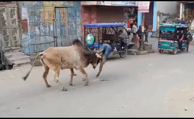 Video: Stray Bull Injures 15 In Uttar Pradesh, Gets Caught After 3 Hour Chase