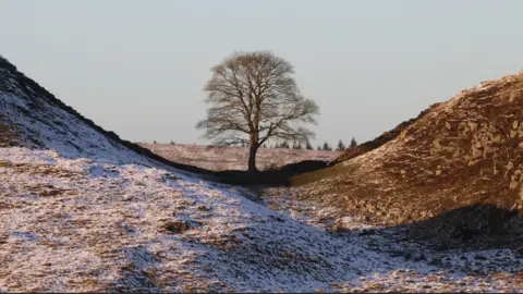 John Millar/National Trust The sycamore gap in winter with the ground covered in snow. The tree, a evenly shaped sycamore sits in the gap with Hadrians Wall behind 