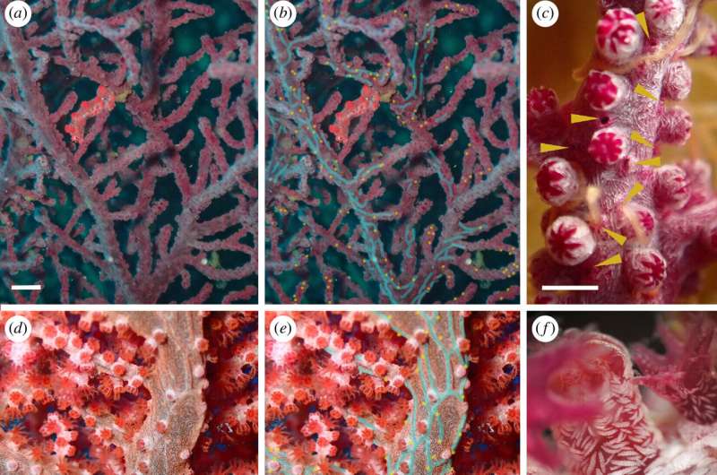 Worm species thought to have disappeared has been appearing in photos of pygmy seahorses all along