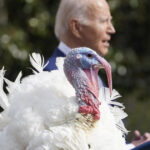 Biden to pardon turkeys “Peach” and “Blossom” in annual White House tradition