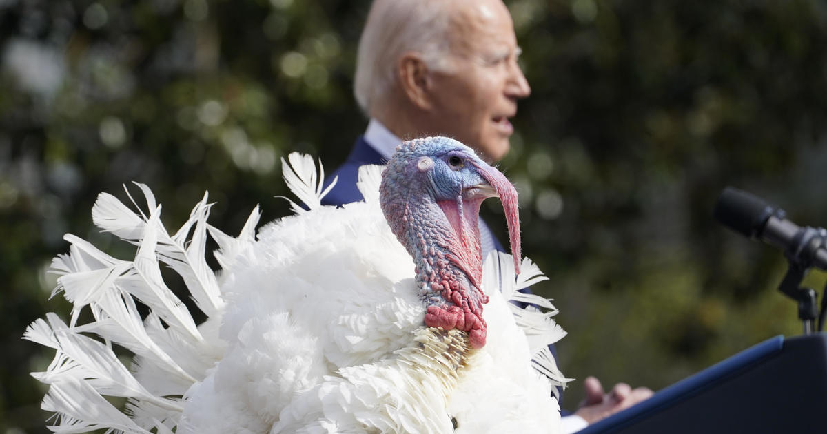 Biden to pardon turkeys “Peach” and “Blossom” in annual White House tradition