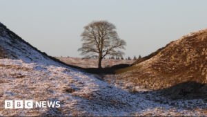 Sycamore Gap saplings to spread ‘hope’ across UK