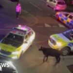 No further action after cow police collision