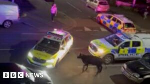 No further action after cow police collision