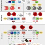 Cerebral stroke in animal models with hypertension found to affect arteries in other body regions