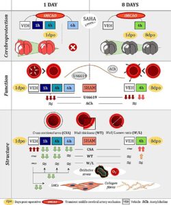 Cerebral stroke in animal models with hypertension found to affect arteries in other body regions