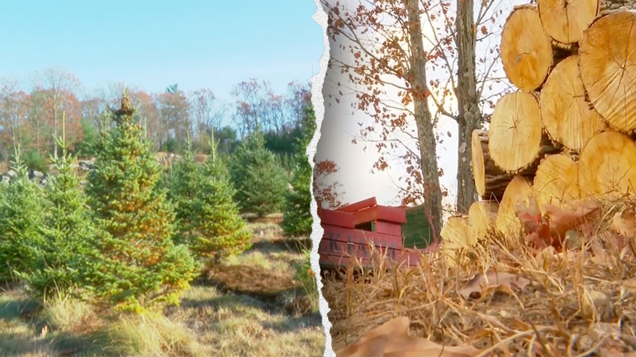 Christmas tree shortage projected from severe Northeast drought: ‘We can’t grow anything’