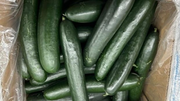 SunFed cucumbers sold in U.S. and Canada recalled due to salmonella