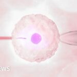 More single women and female couples having IVF