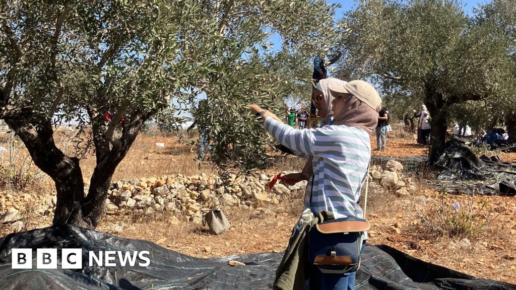 Palestinian olive harvest under threat from Israeli settler attacks and restrictions