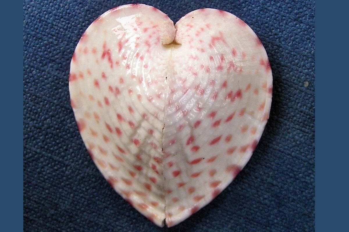 Heart-Shaped Clams Channel Sunlight Using Fiber Optic-Like Structures, Says Study