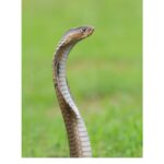 Scientists Confirm Four Different King Cobra Species After 188 Years of Mystery