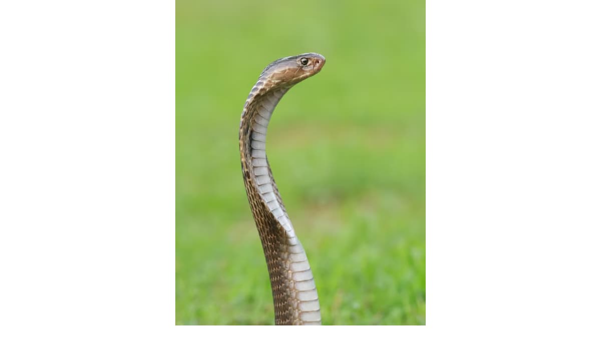 Scientists Confirm Four Different King Cobra Species After 188 Years of Mystery